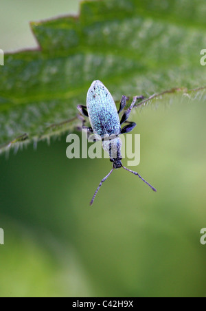 Verde curculione di ortica, Phyllobius pomaceus, Entiminae, Curculionidae e Coleotteri. Seduta su un ortica. Foto Stock