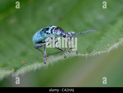 Verde curculione di ortica, Phyllobius pomaceus, Entiminae, Curculionidae e Coleotteri. Seduta su un ortica. Foto Stock