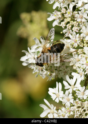 Hoverfly, Dronefly, Eristalis tenax, Syrphidae, Diptera. Femmina, Honeybee imitare. Foto Stock