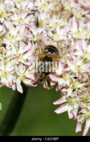Honeybee femmina mimare Hoverfly o Dronefly, Eristalis tenax, Diptera. Alimentazione su Hogweed. Eristalis tenax è un europeo hoverfly Foto Stock