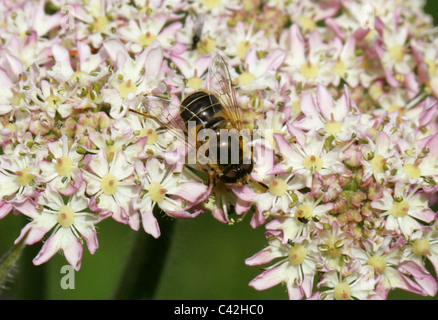 Honeybee femmina mimare Hoverfly o Dronefly, Eristalis tenax, Diptera. Alimentazione su Hogweed. Eristalis tenax è un europeo hoverfly Foto Stock