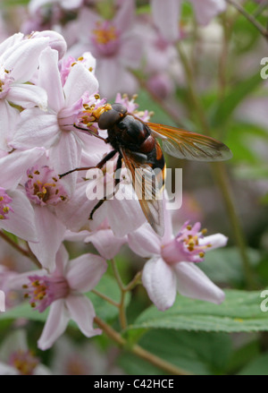 Hornet maschio Mimic Hoverfly, Volucella zonaria, Syrphidae, Diptera. Syn. Conops zonaria. Foto Stock