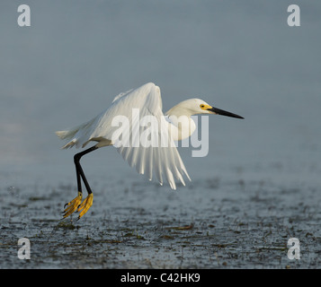 Snowy Garzetta tenendo spento Foto Stock