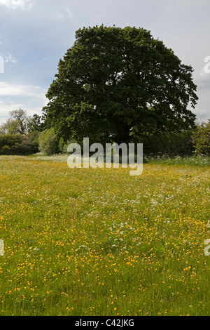 Prato di fiori selvaggi vicino Egleton, Rutland Foto Stock