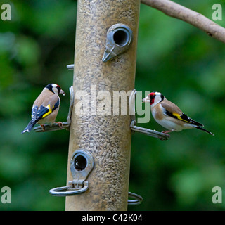 Cardellino, Carduelis carduelis. Due cardellini appollaiarsi su birdfeeder. Foto Stock