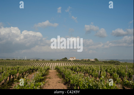 Vigneti vicino a Mazara, Sicilia Occidentale, Italia Foto Stock