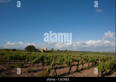 Vigneti vicino a Mazara, Sicilia Occidentale, Italia Foto Stock