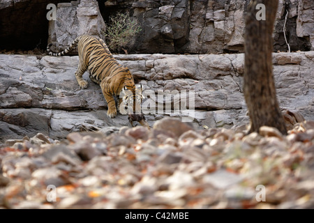 Tigre del Bengala trascinando un kill di un cervo a Ranthambore Riserva della Tigre, Rajasthan in India. ( Panthera Tigris ) Foto Stock