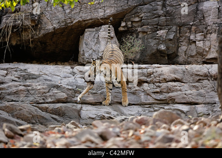 Tigre del Bengala spostando una carcassa di un luogo sicuro di Ranthambore Riserva della Tigre, Rajasthan in India. ( Panthera Tigris ) Foto Stock