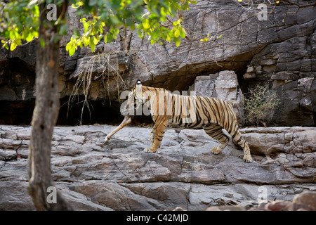 Tigre del Bengala spostando una carcassa di un luogo sicuro di Ranthambore Riserva della Tigre, Rajasthan in India. ( Panthera Tigris ) Foto Stock