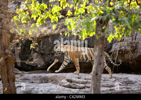 Tigre del Bengala spostando una carcassa di un luogo sicuro di Ranthambore Riserva della Tigre, Rajasthan in India. ( Panthera Tigris ) Foto Stock