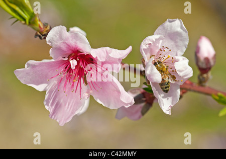 Peach Blossoms essendo impollinata da un'ape Foto Stock