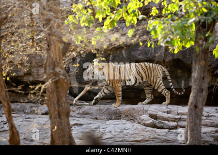 Tigre del Bengala lo spostamento di una gamba di carcassa ad un luogo sicuro di Ranthambore Riserva della Tigre, Rajasthan in India. ( Panthera Tigris ) Foto Stock