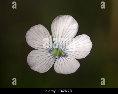 Linum bienne, pallido lino, orizzontale ritratto di un fiore bianco con un bel al di fuori della messa a fuoco lo sfondo. Foto Stock