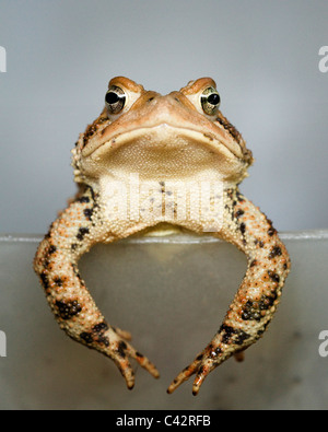 Un rospo scorbutico (Anaxyrus fowleri) - Virginia STATI UNITI D'AMERICA Foto Stock