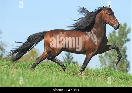 Cavallo andaluso (Equus caballus ferus). Bay stallone al trotto su un prato. Germania. Foto Stock