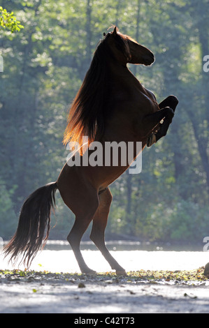 Cavallo andaluso (Equus caballus ferus). Bay stallone allevamento. Germania. Foto Stock