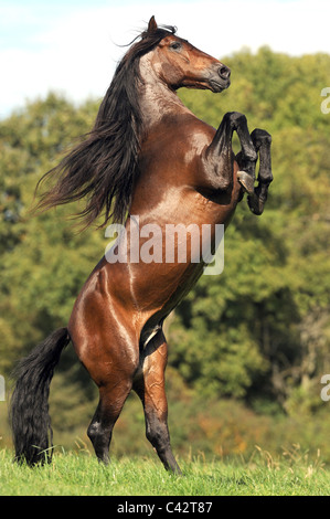 Cavallo andaluso (Equus caballus ferus). Bay stallone allevamento su un prato. Germania. Foto Stock