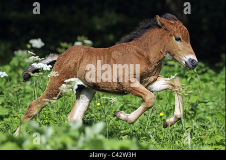Cavallo islandese (Equus caballus ferus). Puledro in un galoppo su un prato. Germania. Foto Stock