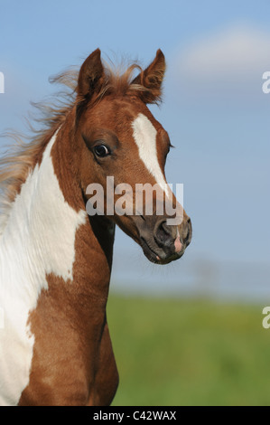 Paso Fino (Equus caballus ferus), il ritratto di un puledro Pinto. Germania. Foto Stock