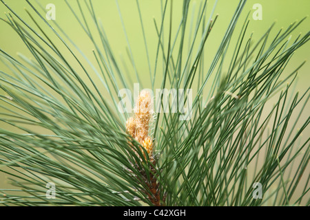 Close up di pino branch Foto Stock