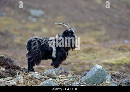 Feral capra Foto Stock