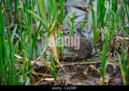 Acqua Vole (Arvicola amphibius) Foto Stock