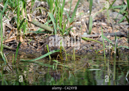 Acqua Vole (Arvicola amphibius) Foto Stock