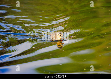 Il germano reale (Anas platyrhynchos), chick Foto Stock