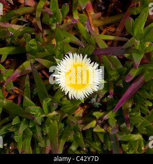 Le piante succulente sulla costa sud-ovest del Portogallo Foto Stock