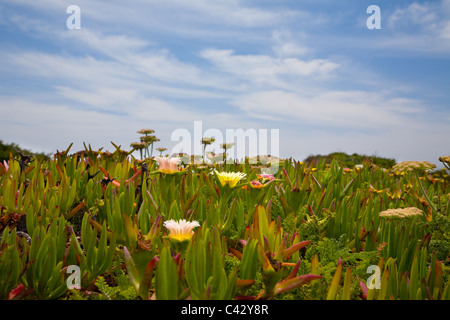 Le piante succulente sulla costa sud-ovest del Portogallo Foto Stock