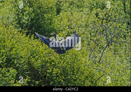 Airone rosso (Ardea purpurea) Foto Stock