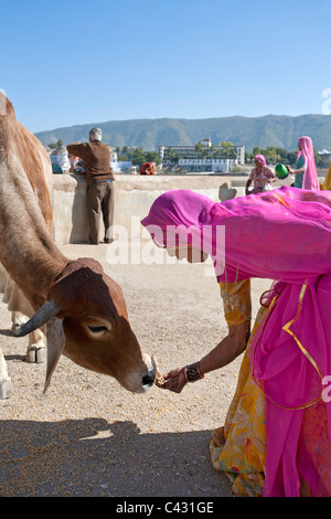 Donna Indiana che offre cibo per una vacca. Pushkar. Il Rajasthan. India Foto Stock