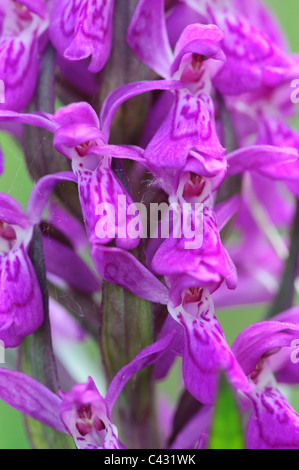 Di latifoglie Marsh-orchid (Dactylorhiza majalis Foto Stock