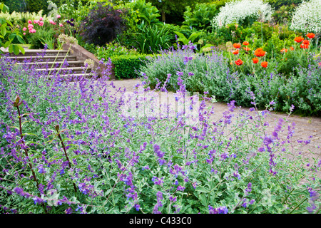 Nepeta o nepitella fodera un mattone sentiero lastricato che conduce a passi attraverso il paese giardino alla RHS Wisley, Surrey, England, Regno Unito Foto Stock