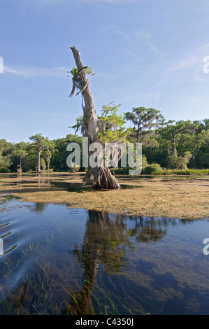 Vecchio weathered cipresso calvo tree in piedi nel fiume Wakulla correre a Wakulla Springs State Park vicino a Tallahassee Florida. Foto Stock