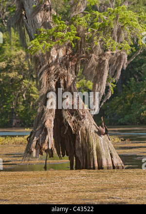 Vecchio weathered cipresso calvo tree in piedi nel fiume Wakulla correre a Wakulla Springs State Park vicino a Tallahassee Florida. Foto Stock