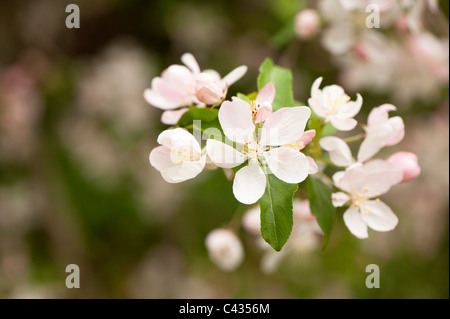 Malus prunifolia 'Rinki', la fioritura del granchio Foto Stock