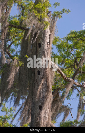Muschio spagnolo pende da un cipresso calvo pieno di alberi picchio con fori a Wakulla Springs State Park vicino a Tallahassee Florida. Foto Stock