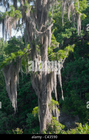 Muschio spagnolo pende da un cipresso calvo albero a Wakulla Springs State Park vicino a Tallahassee Florida. Foto Stock