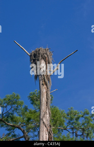 Grandi osprey nido di uccelli morti in cima al cipresso calvo tree come osservabile lungo la crociera sul fiume a Wakulla Springs State Park Florida. Foto Stock