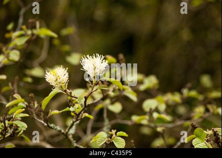 Fothergilla major, Strega Ontano, in fiore Foto Stock