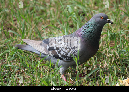 Feral Pigeon Rock alla ricerca di cibo Foto Stock