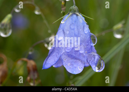 Impianto, Harebell, Campanula rotundifolia, gocce di pioggia, Foto Stock