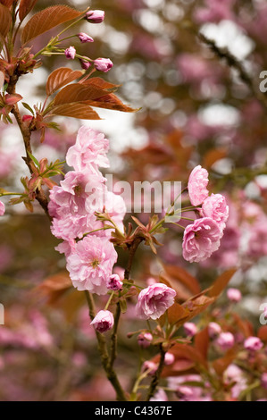 Prunus serrulata Kanzan "' in fiore Foto Stock