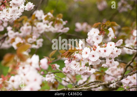 Prunus 'Ichiyo' in fiore Foto Stock