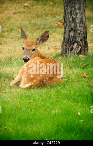 Una coda bianca fawn siede sul prato del Missoula, Montana. Foto Stock