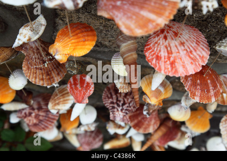 Seashell oceano conchiglie di mare Stella a spirale animali di pesce Foto Stock