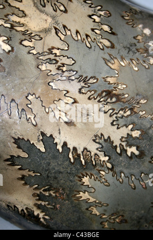 Lucido guscio esterno di ammonita mostra Pattern di suture Arietites bucklandi Foto Stock