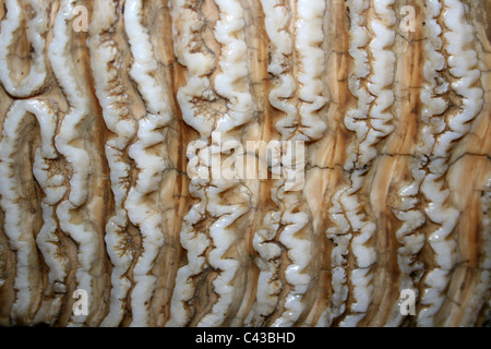 Creste (lamine) sul dente di un elefante indiano Foto Stock